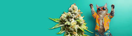 The Ultimate Guide to Cannabis Seeds Florida Cultivation, Strains, and Legal Considerations The Ultimate Guide to Cannabis Seeds Florida Cultivation, Strains, and Legal Considerations