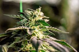 Cannabis Seeds North Dakota Growing Opportunities in the Peace Garden State