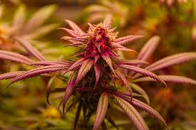 Cannabis Seeds North Dakota Growing Opportunities in the Peace Garden State